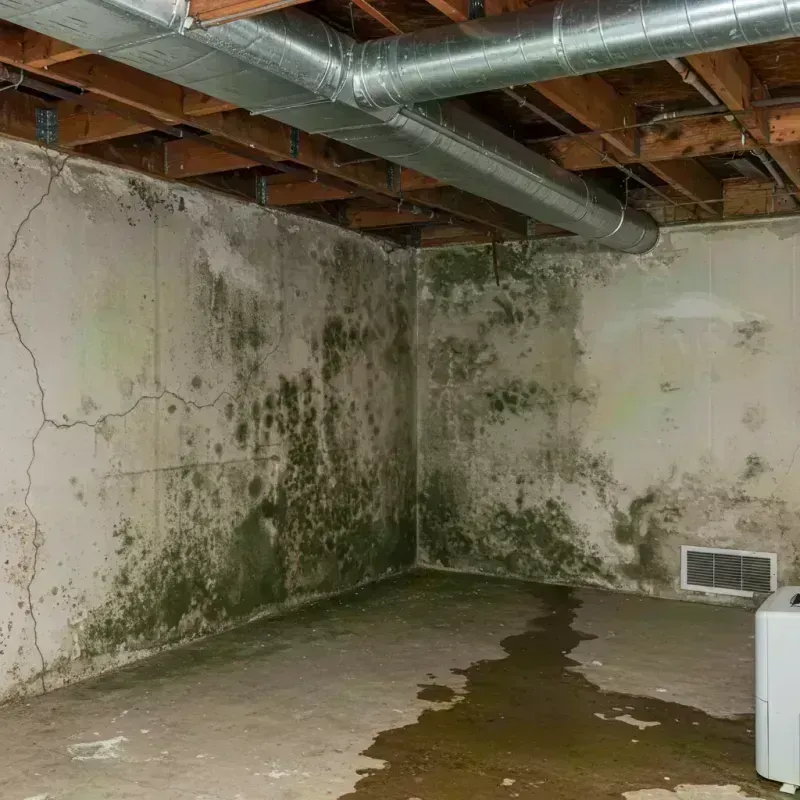 Professional Mold Removal in Dumas, AR